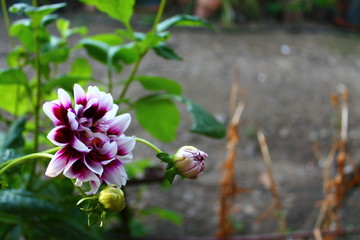 flor blanca y morada