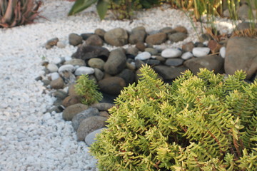 planta junto a estanque