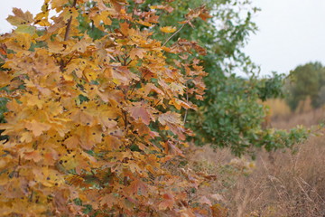Plakat autumn leaves