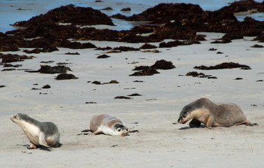 Fototapeta premium Kangaroo Island Australia, Australian sea lions on beach at Seal Bay 