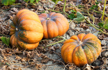 Fairytale pumpkins in Provence, France