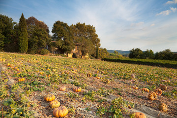 A field of pumpkins near the town of 