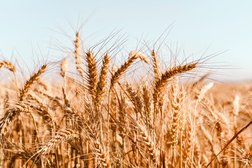 Fototapeta premium Golden ripe ears of corn in the field and blue sky. Sunlight in the frame. Place for text.