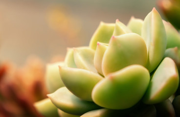 Fototapeta na wymiar Beautiful green echeveria (cactus) close-up macro soft focus spring outdoor on a soft blurred background. Romantic soft gentle artistic image.