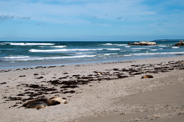 Kangaroo Island Australia, view from beach at Seal Bay looking out over the  southern ocean