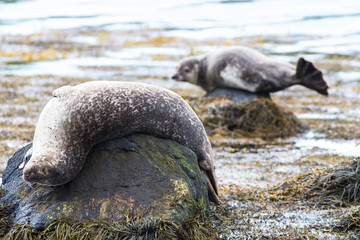 seals on the rock