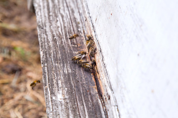 Swarming bees at the entrance of white beehive in apiary..