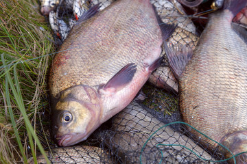 Close up view of big freshwater common bream fish on keepnet..