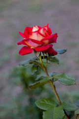 Obraz premium Beautiful rose bush growing in the garden.