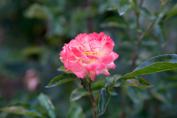 Beautiful rose bush growing in the garden.