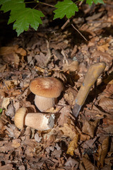 Two boletus mushroom in the wild. Porcini mushroom (Boletus aereus) grows on the forest floor at autumn season..