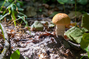 Single red boletus mushroom in the wild. Red boletus mushroom grows on the forest floor at autumn season..