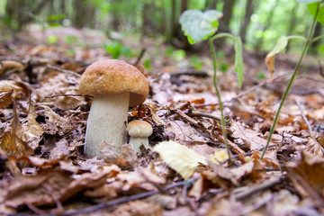 Mushroom family of boletus mushroom in the wild. Porcini mushroom grows on the forest floor at autumn season..