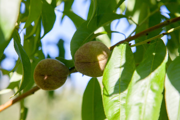 Small peaches on a tree branch on sunny summer day.