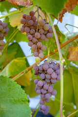 Fototapeta premium Bunch of grapes with pink and green berries in the garden.