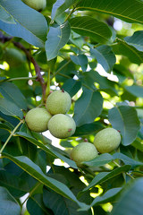Walnut tree with fruit close up photo. Several walnuts on branch.