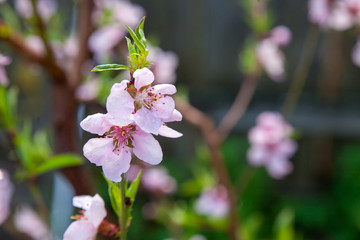 Fototapeta premium Pink flowers of the peach blossoms in garden at spring day..