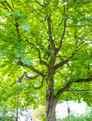 Green Tree with dark brown branches