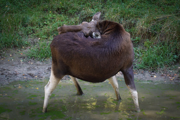 Łoś © dulak