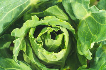 head of young green cabbage top view