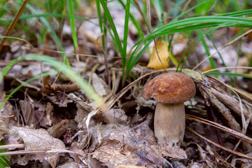 Boletus mushroom in the wild. Porcini mushroom grows on the forest floor at autumn season..