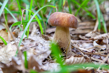 Boletus mushroom in the wild. Porcini mushroom grows on the forest floor at autumn season..