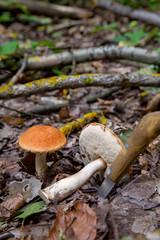 Red boletus mushroom in the wild. Red boletus mushroom grows on the aspen forest floor at autumn season..