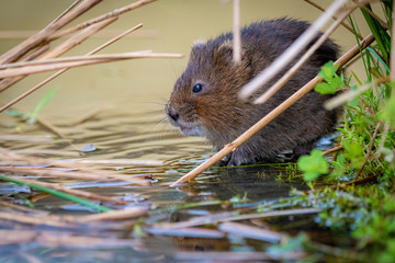water vole
