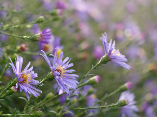 flower buds of cornflowers in the field