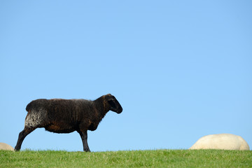 Black sheep lamb standing on pasture and looking at sleeping sheep in front of blue sky