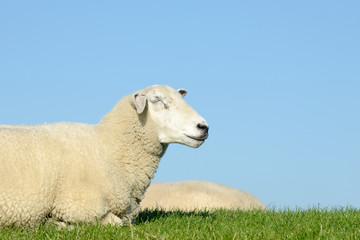 white Sheep lying on pasture and sleeping in front of blue sky