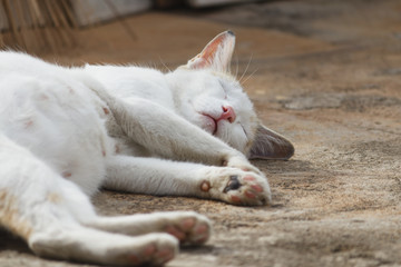 Cat taking a rest in the afternoon