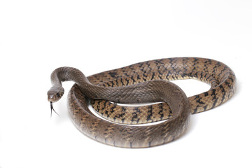 Ptyas mucosa, commonly known as the oriental ratsnake, Indian rat snake, a common species of...
