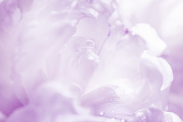 Graceful violet pastel peony background. Macro photo of flower petals with morning dew drops.