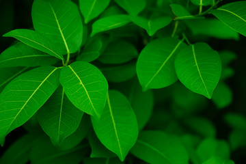 Fototapeta na wymiar Fresh green leaves background, hedge green plant, natural texture, tiny green leaves.