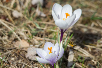 Flowers of spring crocus glow in the sun and are visited by a bee