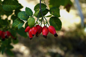  Rosehip berries close up, red on a bush with leaves.   selective focus 