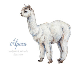 Alpaca. Watercolor illustration © Katy's Dreams