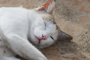 sleeping face of white cat