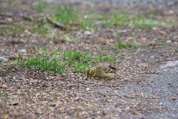 Gold Chambers are sitting on the ground eating devoured birdseed