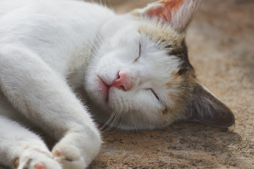 white cat side ways sleeping