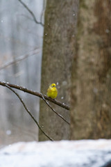 A yellowhammer sits on the branch of a tree in the forest