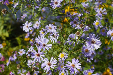  Symphyotrichum novi-belgii flowers of violet color close-up .  Septemberyabrinky .     selective focus 