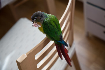 Domestic quaker parrot standing on a home chair from above