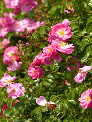 Obraz premium pink roses in the garden