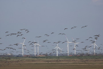 großer Vogelschwarm zieht an einem Windpark vorbei
