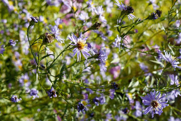  Symphyotrichum novi-belgii flowers of violet color close-up .  Septemberyabrinky .     selective focus 
