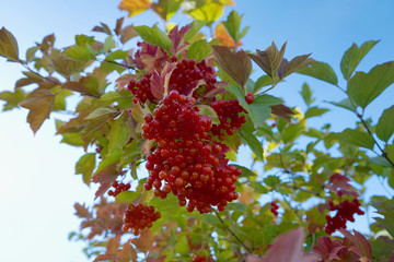 Red Ripe Viburnum on a tree on a sunny day in the background of blue sky close-up . Kalina Autumn.      
