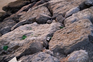 Plastic bottle garbage container floating on dirty ocean sea water, planet pollution report , Plastic bottle under the beach rock