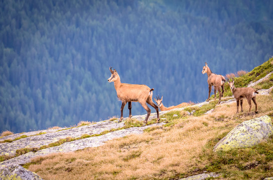 Switzerland chamois on the mountain